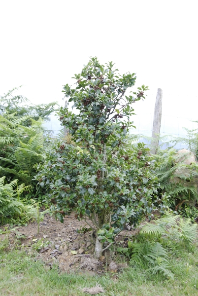 Kukuarri, July 2010. Photographer: Geoffrey Stewart Morrison